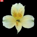 Alstroemeria - Snowdon (bunch of 10 stems)
